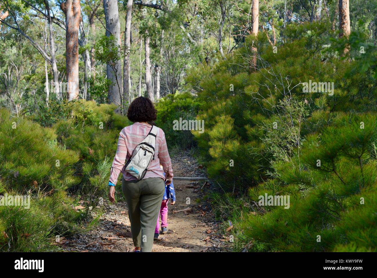 Les femmes et de la marche à travers une forêt, Blackdown Tableland National Park, Blackdown, Queensland, Australie Banque D'Images