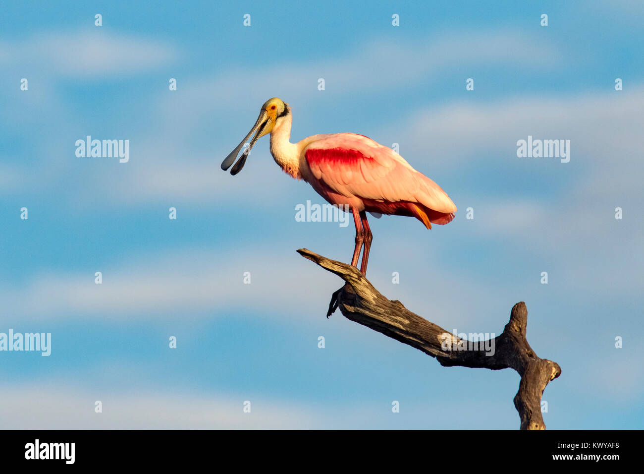 Roseate Spoonbill (Platalea ajaja) à Green Cay Les zones humides, Boynton Beach, Floride USA Banque D'Images