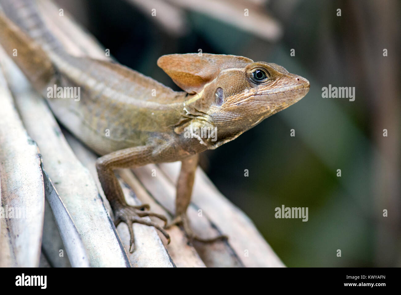 Basilisk Lizard - Green Cay Les zones humides, Boynton Beach, Floride, USA Banque D'Images