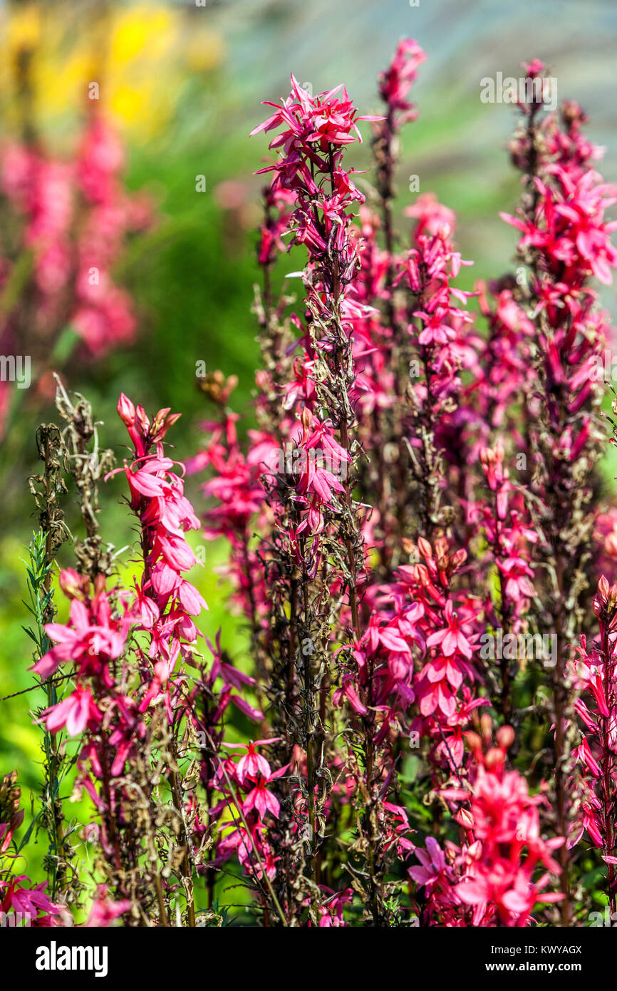 Lit de fleurs Lobelia speciosa 'Fan Salmon', literie d'été fleurs colorées Banque D'Images