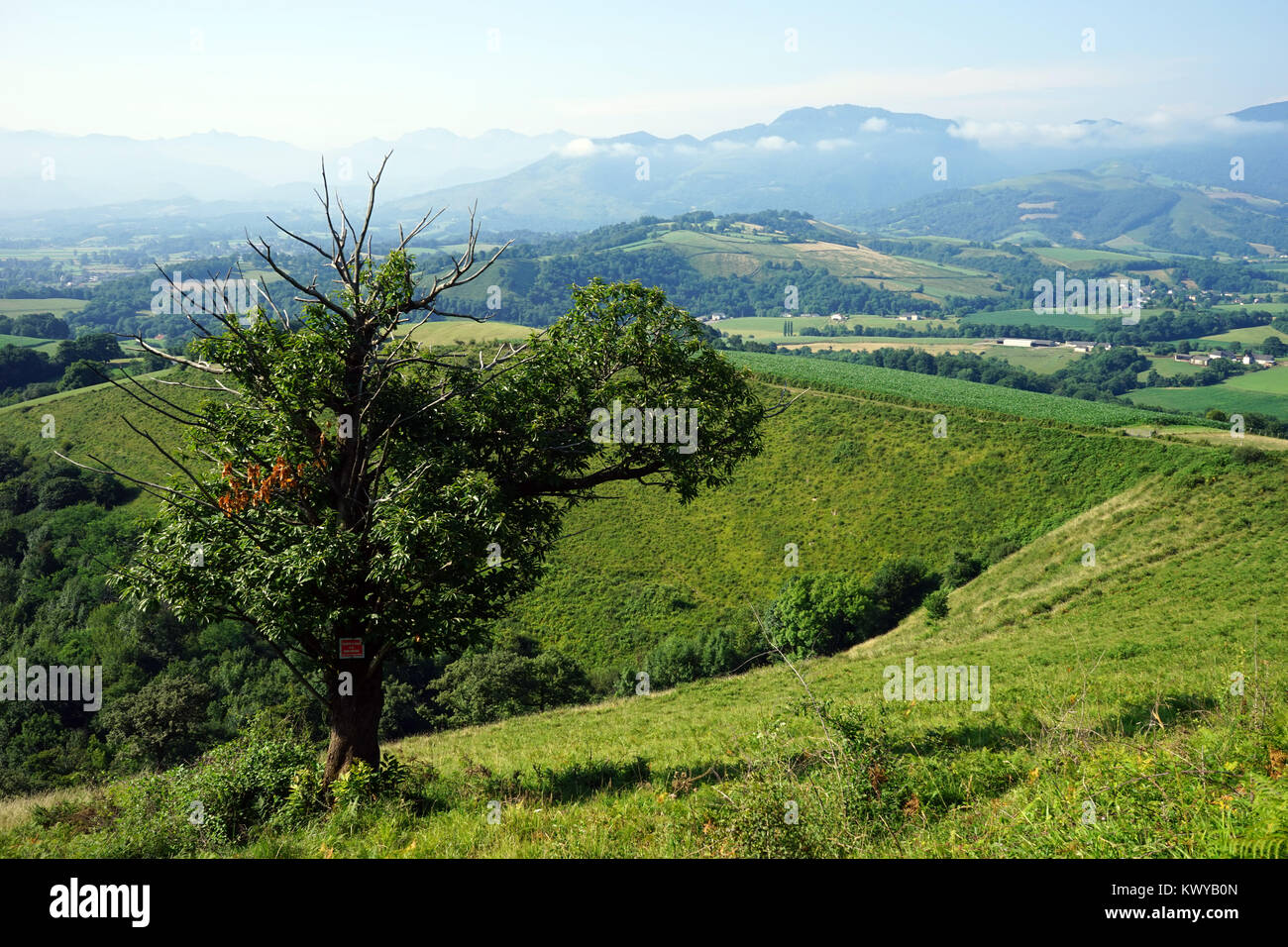 Arbre et collines en Pyrenee Banque D'Images