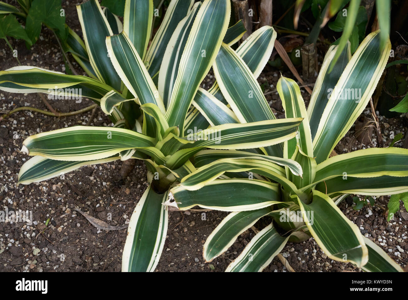 Neoregelia carolinae, également appelé rougissant Bromelia, est une plante de la famille de l'Ananas. Banque D'Images
