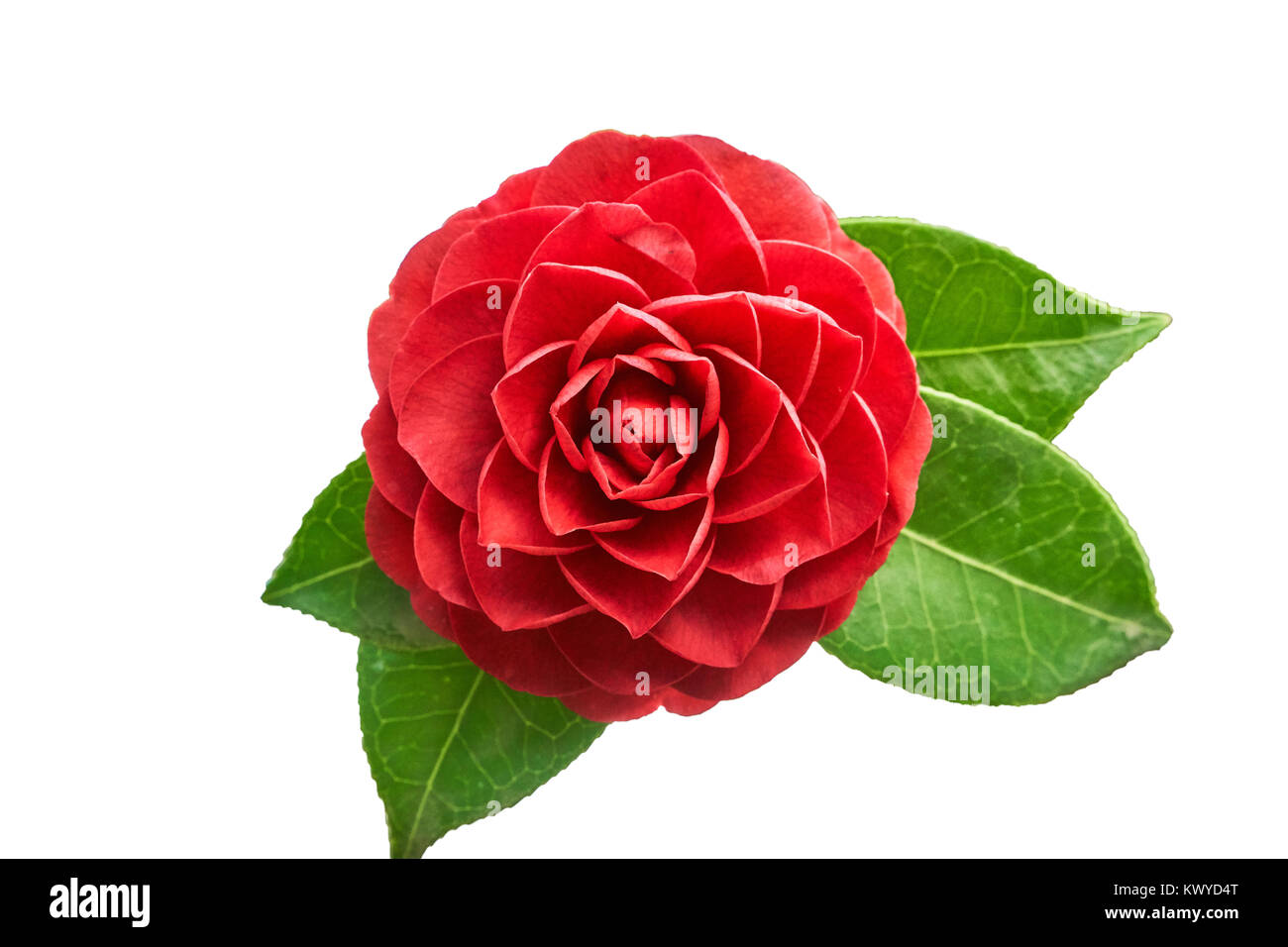 Gros plan du Camellia japonica fleur, qui est le plus souvent knwon comme camellia ou rose de l'hiver. Banque D'Images