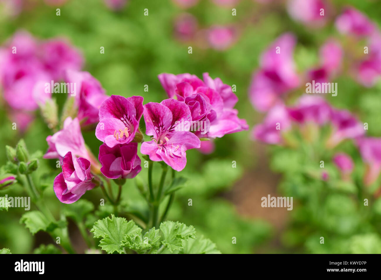 Pelargonium inquinans, communément connu sous le nom de géranium, est un genre de plantes de la famille des Géraniacées. Banque D'Images