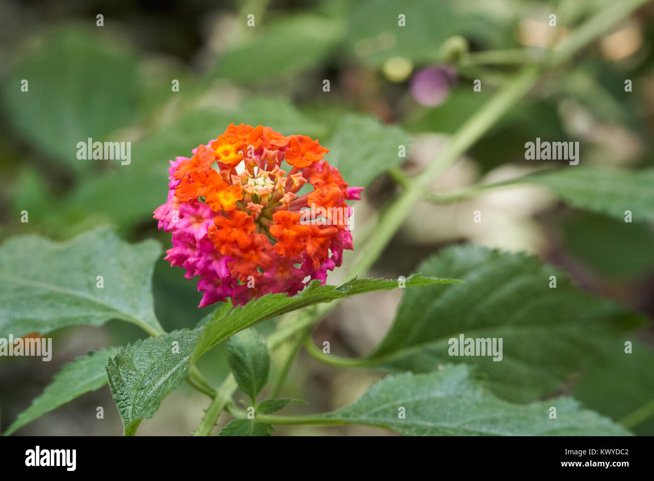 Lantana camara. C'est une espèce de plantes de la famille de verveine. Et il est également connu sous le nom de big-sage, wild-sage, rouge-blanc, sage-sage ou tickber Banque D'Images