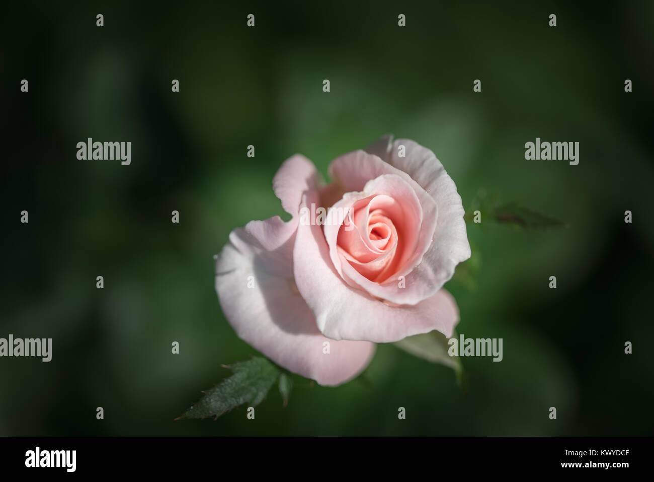 Belle rose rose dans un jardin en fleurs Banque D'Images