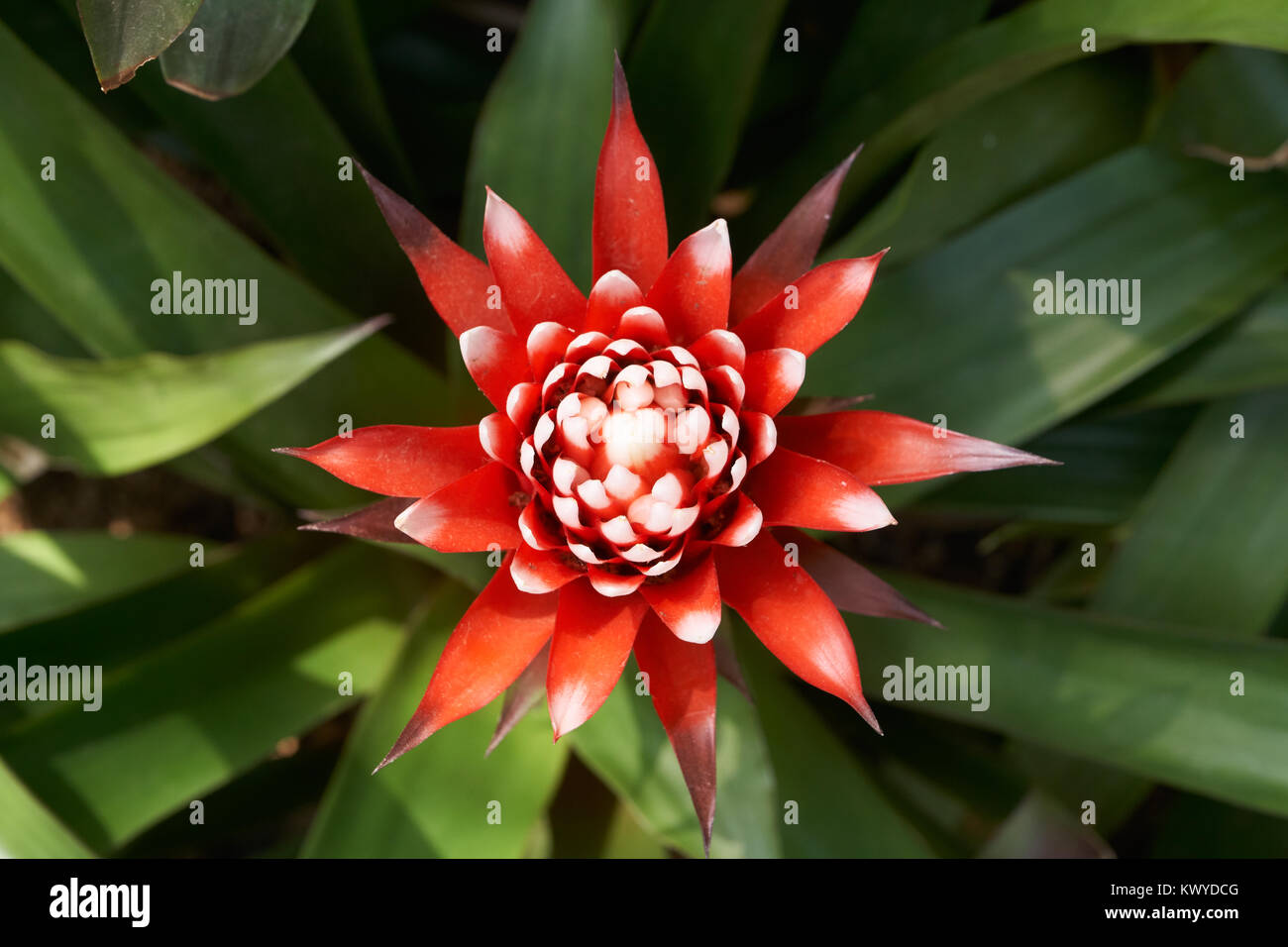 Guzmania Magnifica. Guzmania est un genre de plus de 120 espèces de plantes à fleurs de la famille des broméliacées. Banque D'Images