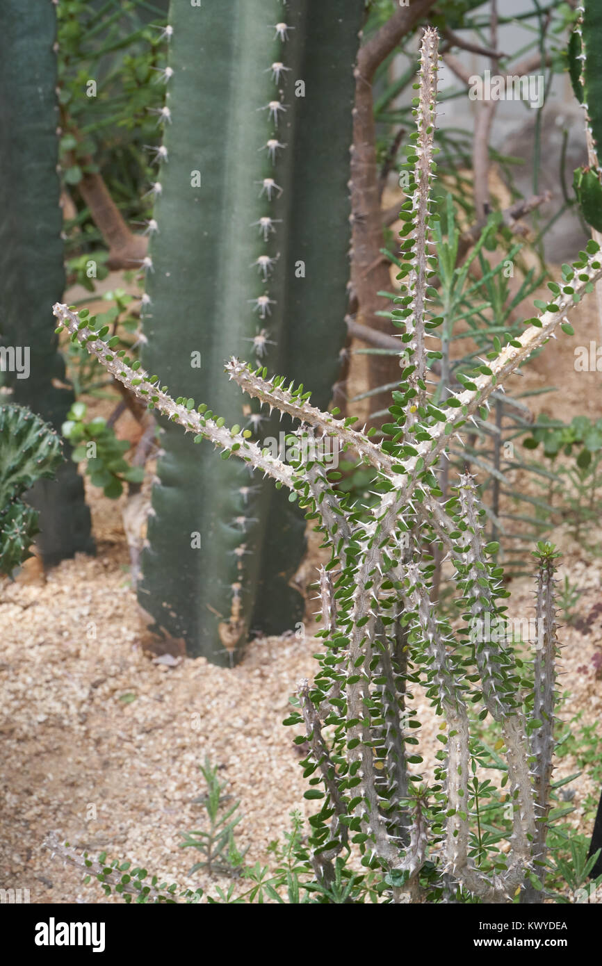 Alluaudia procera, également connu sous le nom de Madagascar la société, est une espèce de plantes succulentes à feuilles caduques de la famille des Didiereaceae. Banque D'Images