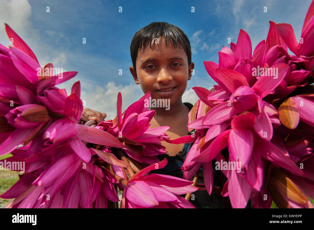 NARAYANGANJ, BANGLADESH - le 12 août 2015 : enfants bangladais pose pour portrait avec holding Red Water Lilies après les recueillir d'un lac en Narayang Banque D'Images