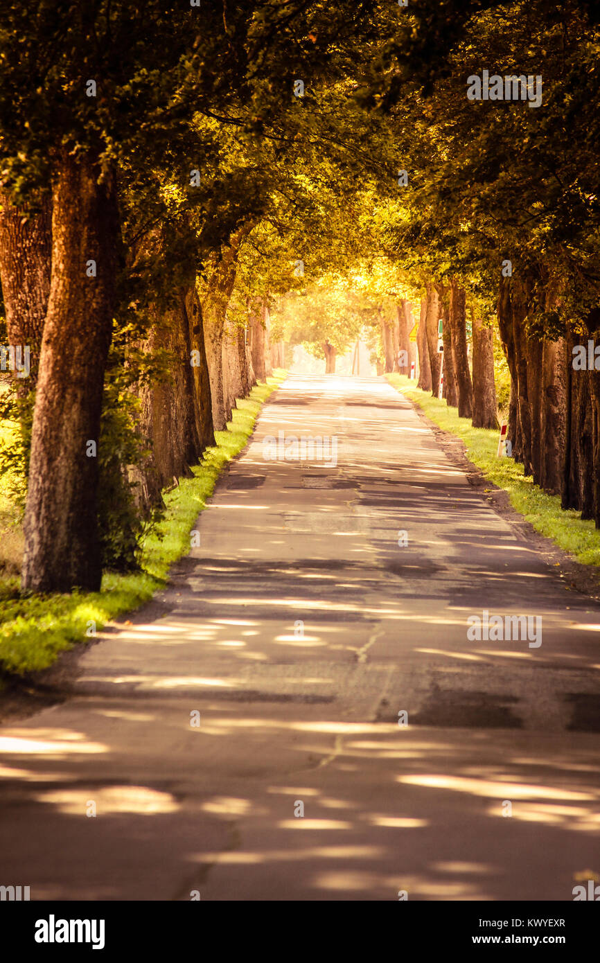Les routes où l'allée couverte de grands arbres en soleil Banque D'Images