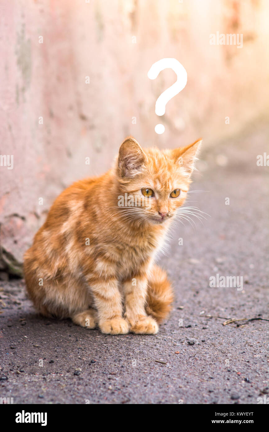 Chaton Sans Abri Se Trouve Sur L Asphalte Un Chaton Sans Abri Chat Orange Un Petit Chaton Mignon Cat Est Assis Sur L Asphalte Point D Interrogation Pas De Question Photo Stock Alamy