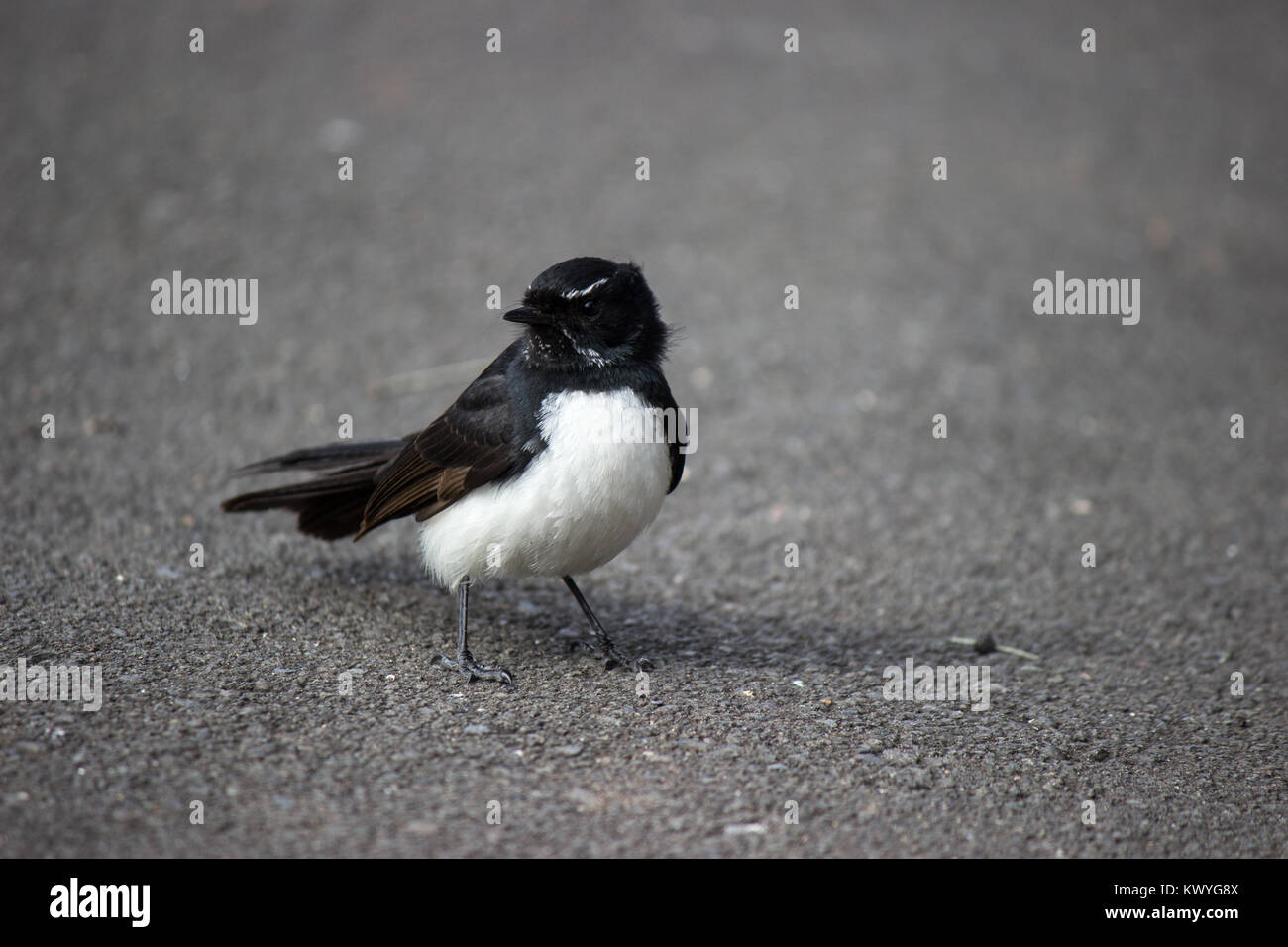 Willie Bergeronnette, noir et blanc oiseau debout sur la route Banque D'Images