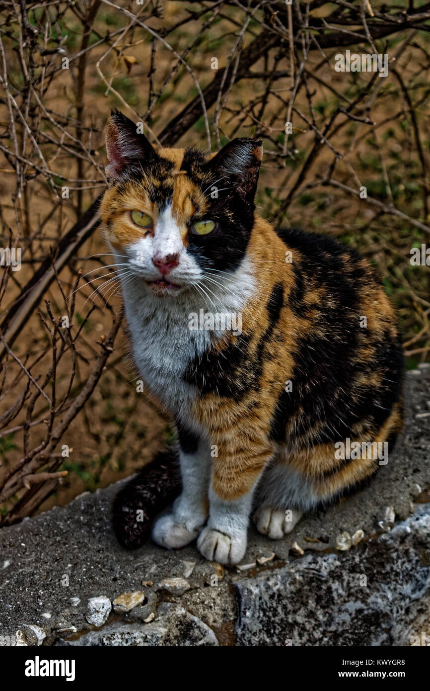 Blessé forte avec un visage sérieux sur une clôture en pierre dans un jour nuageux Banque D'Images