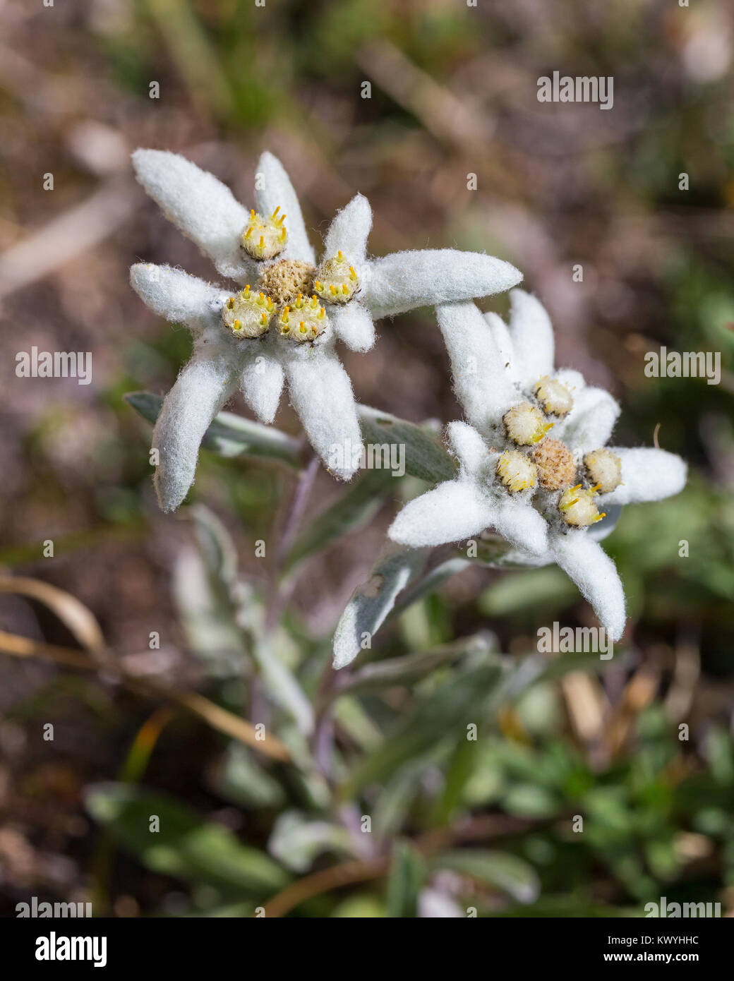Leontopodium alpinum. Stella Alpina. Edelweiss. Fleur alpine dans les Dolomites. Alpes Italiennes. Banque D'Images