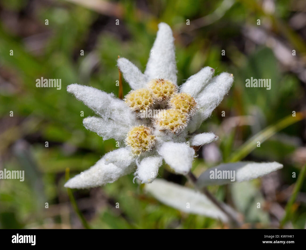 Leontopodium alpinum. Stella Alpina. Edelweiss. Fleur alpine dans les Dolomites. Alpes Italiennes. Banque D'Images