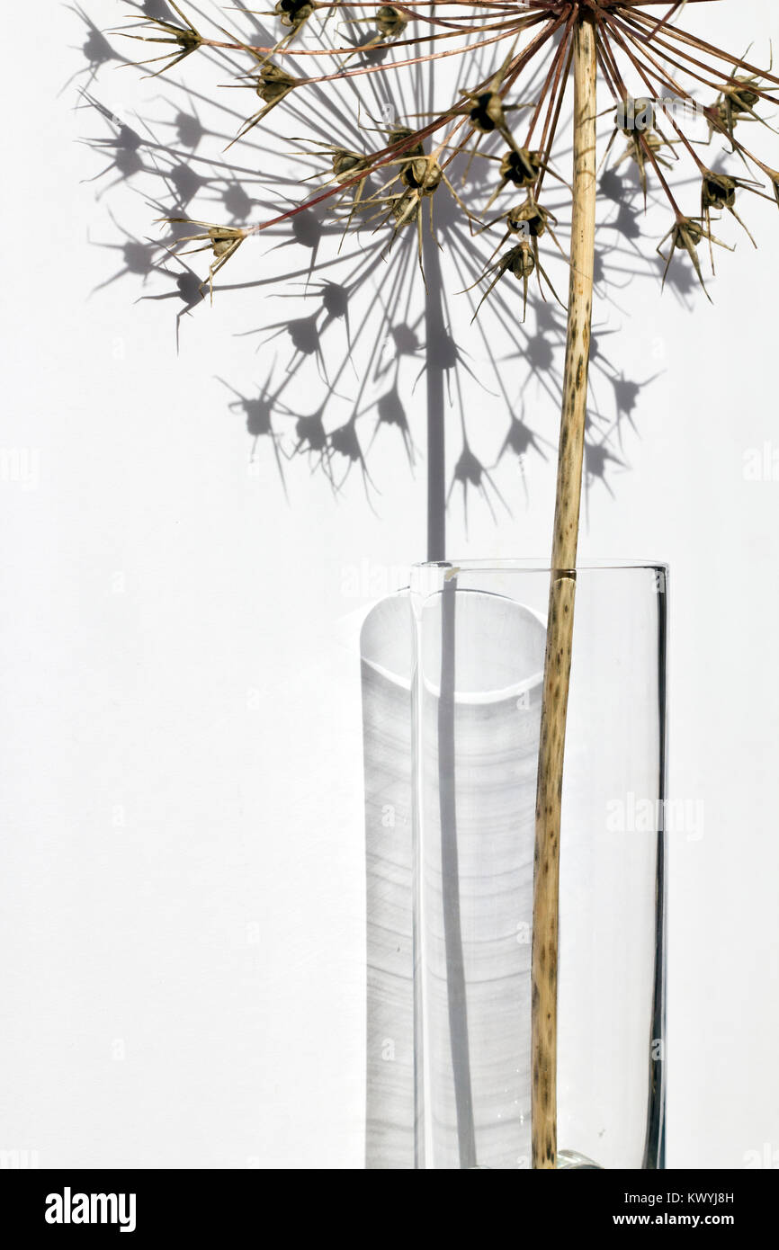 Une tige d'allium séché dans un vase en verre avec des semences d'étoile, de la tête sur un fond blanc et forme d'ombre. Banque D'Images