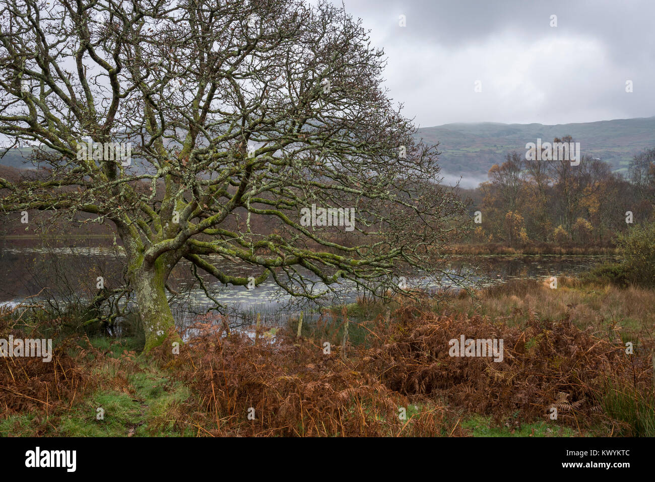 Automne paisible matin à Llyn Tecwyn de la FIAS, Snowdonia au nord du Pays de Galles. Un beau petit lac près de Harlech. Banque D'Images