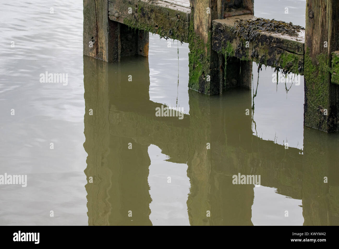 Reflet de poteaux de bois couverts d'algues et les algues Banque D'Images
