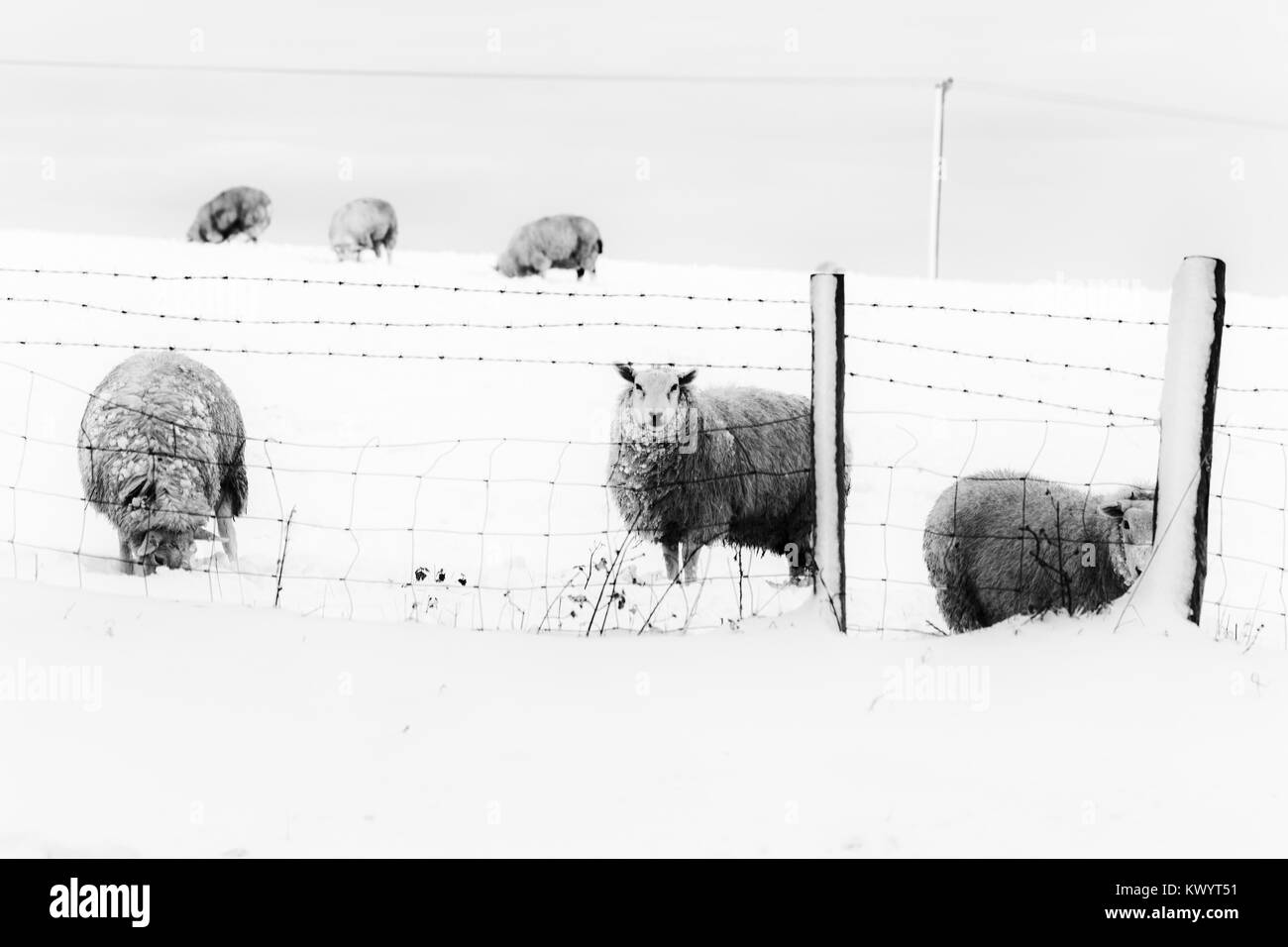 Troupeau de moutons sur le terrain d'hiver dans la neige profonde à la recherche à travers les barbelés. Le Shropshire Hills au Royaume-Uni. Le noir et blanc Banque D'Images