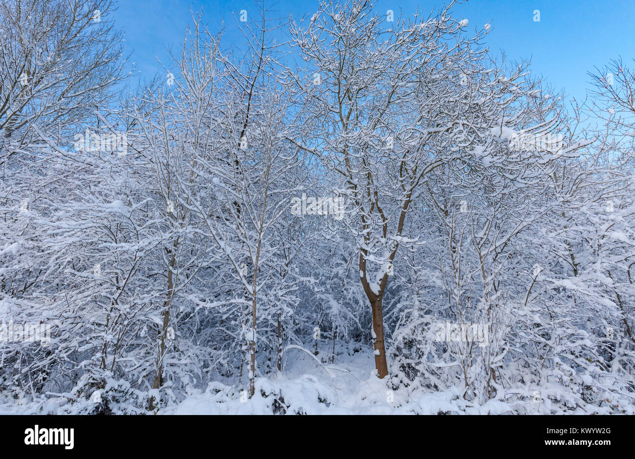 Les arbres couverts de neige au clair matin lumineux en Royaume-Uni Banque D'Images