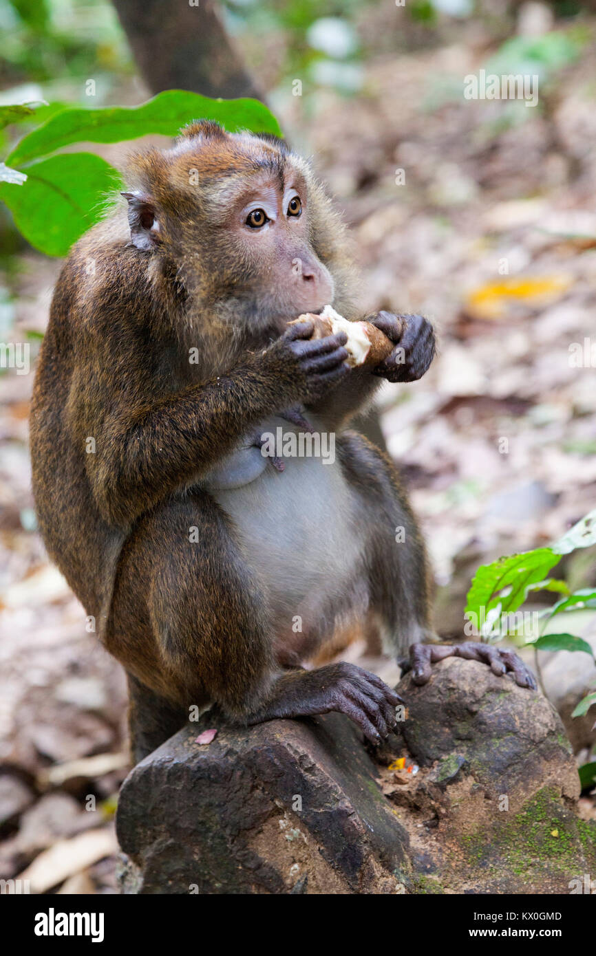 Macaque à longue queue philippine de Palawan Banque D'Images