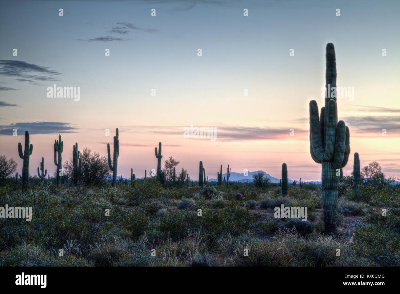 Cactus Saguaro comme silhuetas la saillie contre le soleil couchant dans le désert de Sonora. Banque D'Images