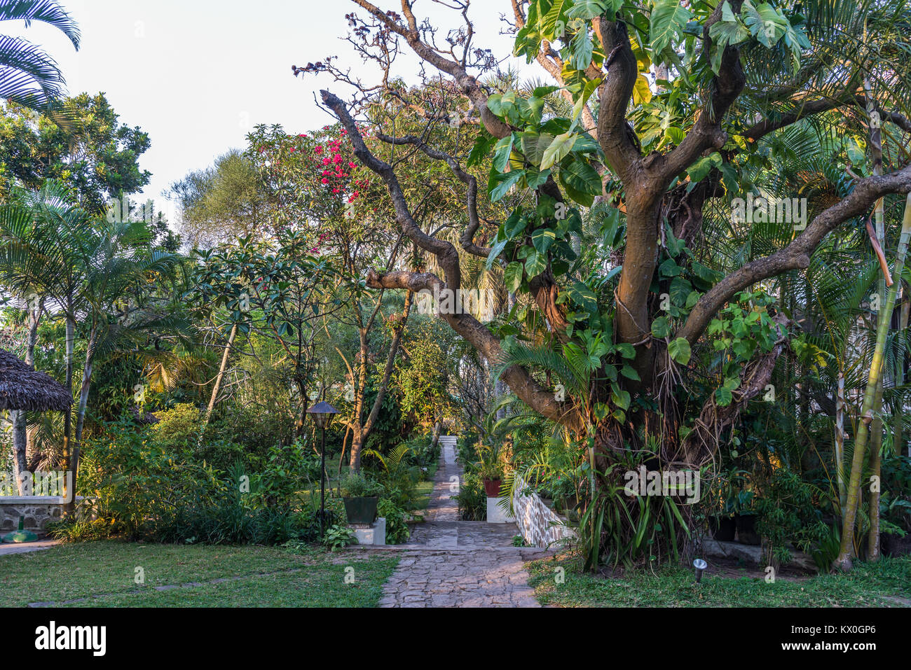 Jardin de l'hôtel. Madagascar, l'Afrique. Banque D'Images
