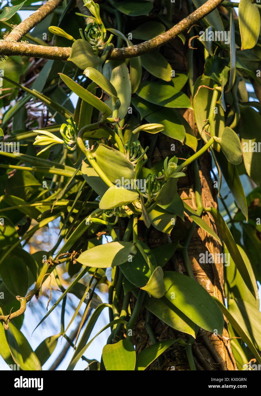 Plante et fleur d'orchidée vanille Vanilla planifolia. Madagascar, l'Afrique. Banque D'Images