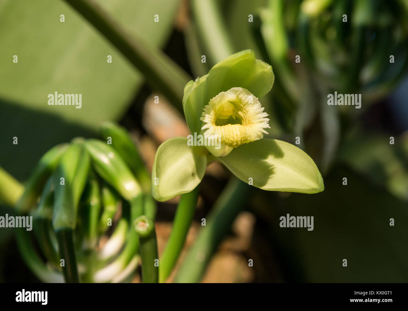 Fleur d'orchidée vanille (Vanilla planifolia). Madagascar, l'Afrique. Banque D'Images