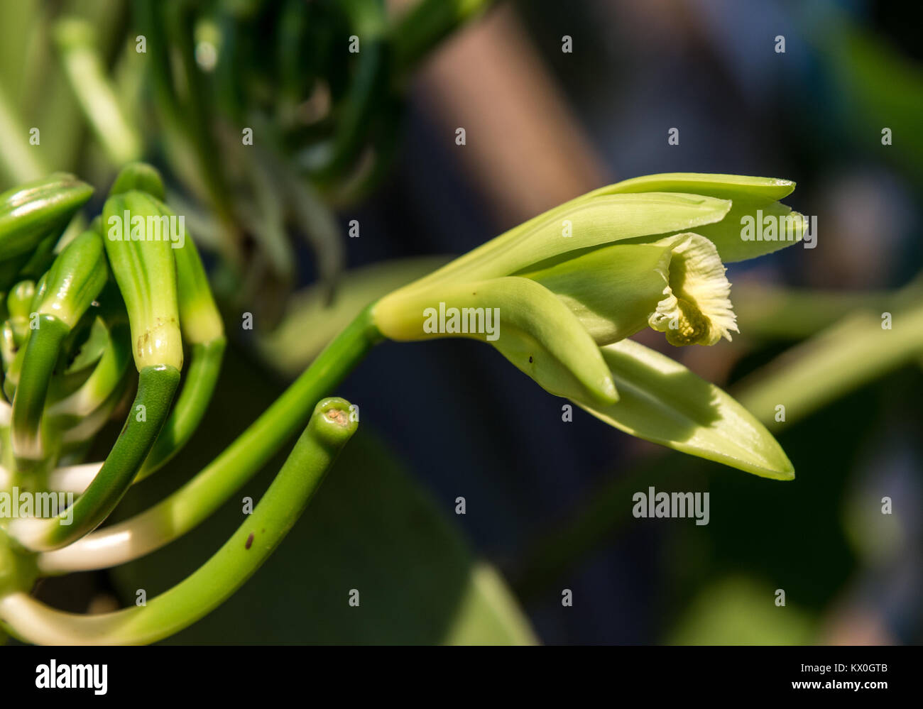 Fleur d'orchidée vanille Vanilla planifolia. Madagascar, l'Afrique. Banque D'Images