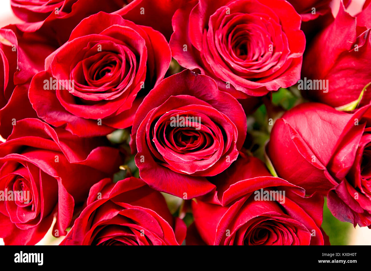 Bouquet de rose rouge vue de face Banque D'Images
