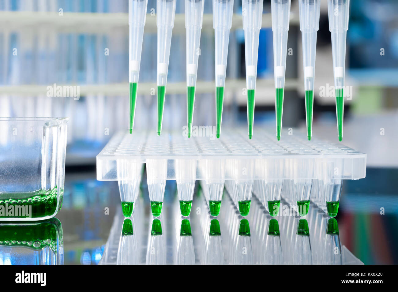 Multipipette automatique sur gros plan sur conseils plaque 96 puits pour l'amplification d'ADN Banque D'Images