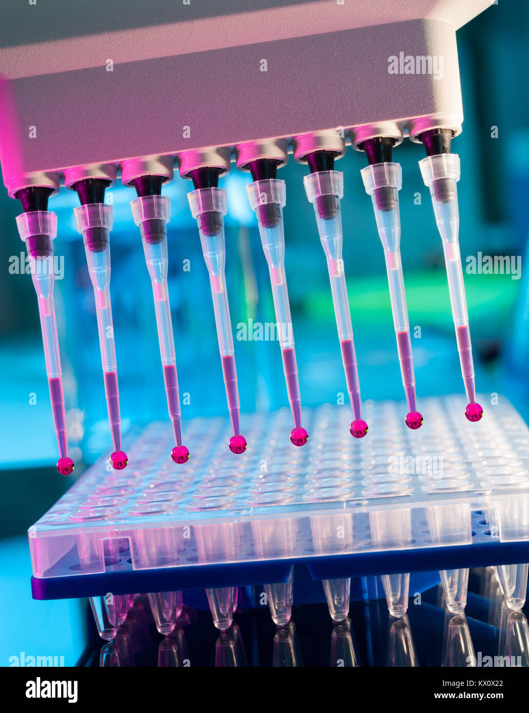 Outils pour l'amplification PCR de l'ADN : plaque à 96 puits et d'une pipette automatique Banque D'Images