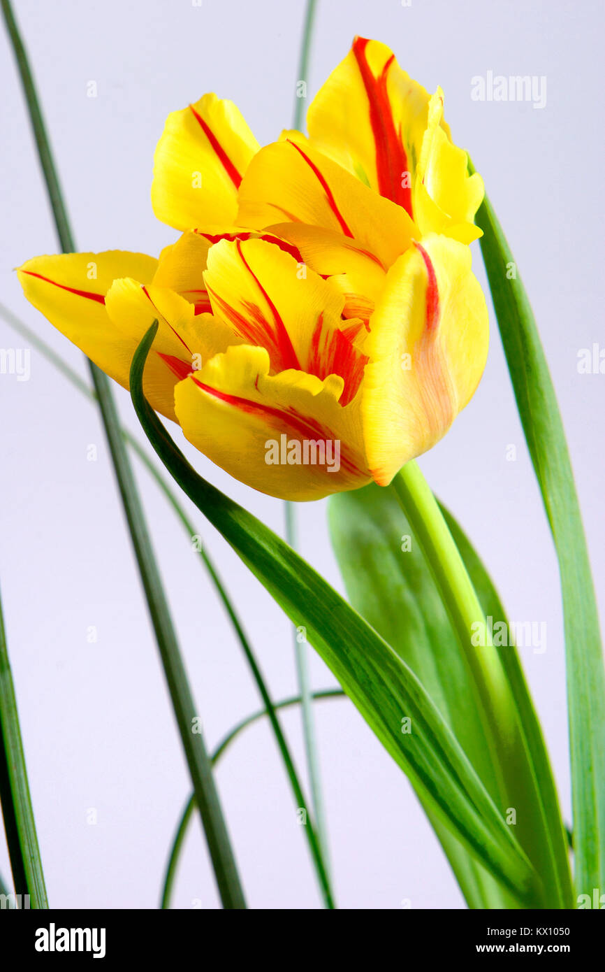 Illustration - Libre composition de fleurs Tulipes botaniques (latin : Tulipa) Banque D'Images