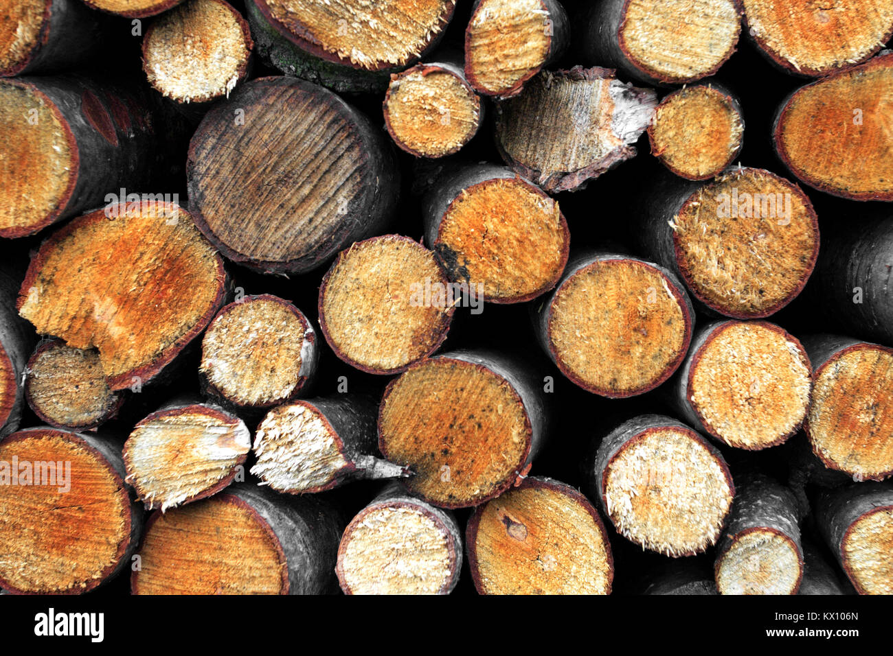 Tas de bâtonnets de bois sur une forêt pré en province Podkarpacie, Pologne Banque D'Images