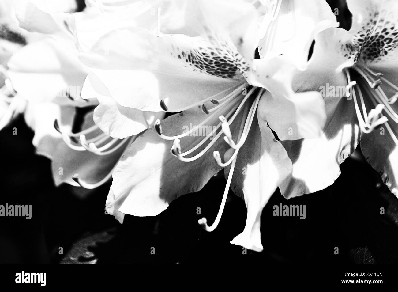 Fleurs blanches sur fond noir Banque D'Images
