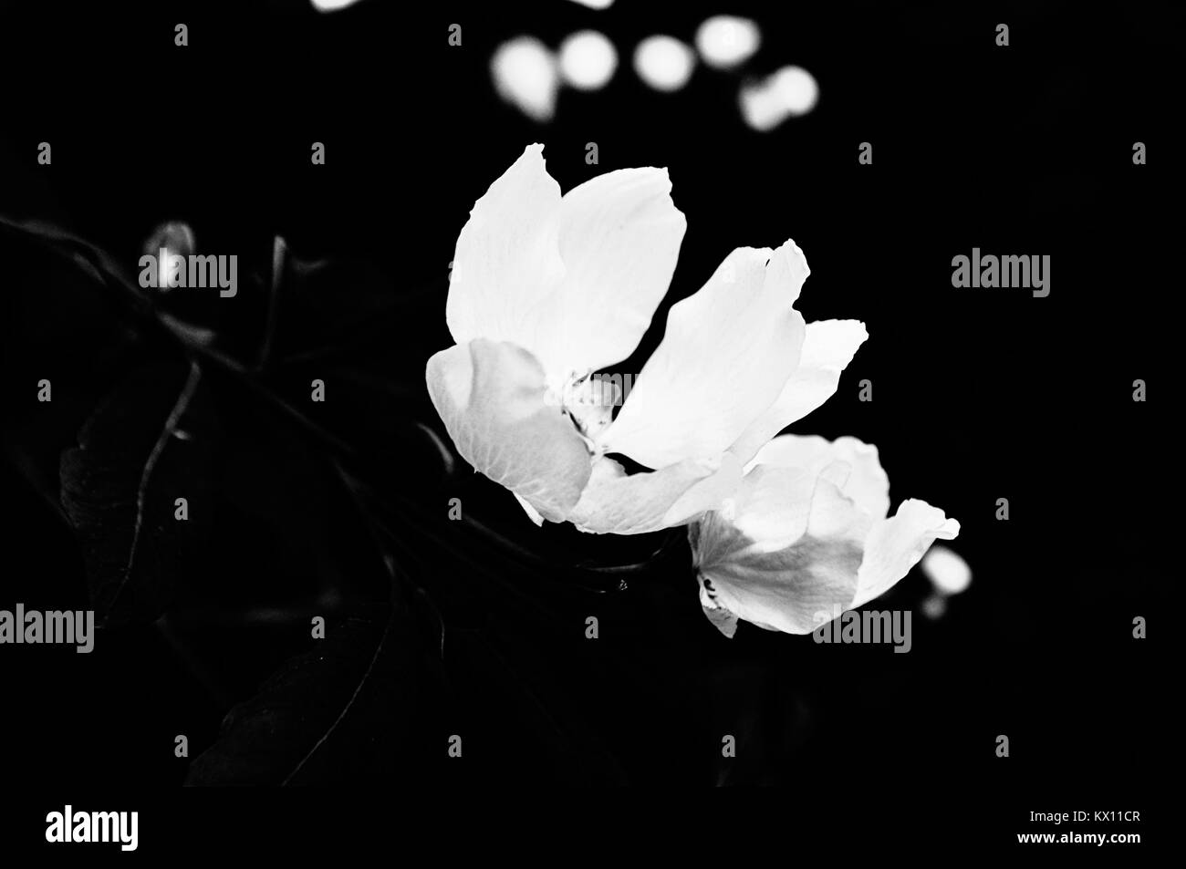 Fleurs fleur blanche sur fond noir Photo Stock - Alamy