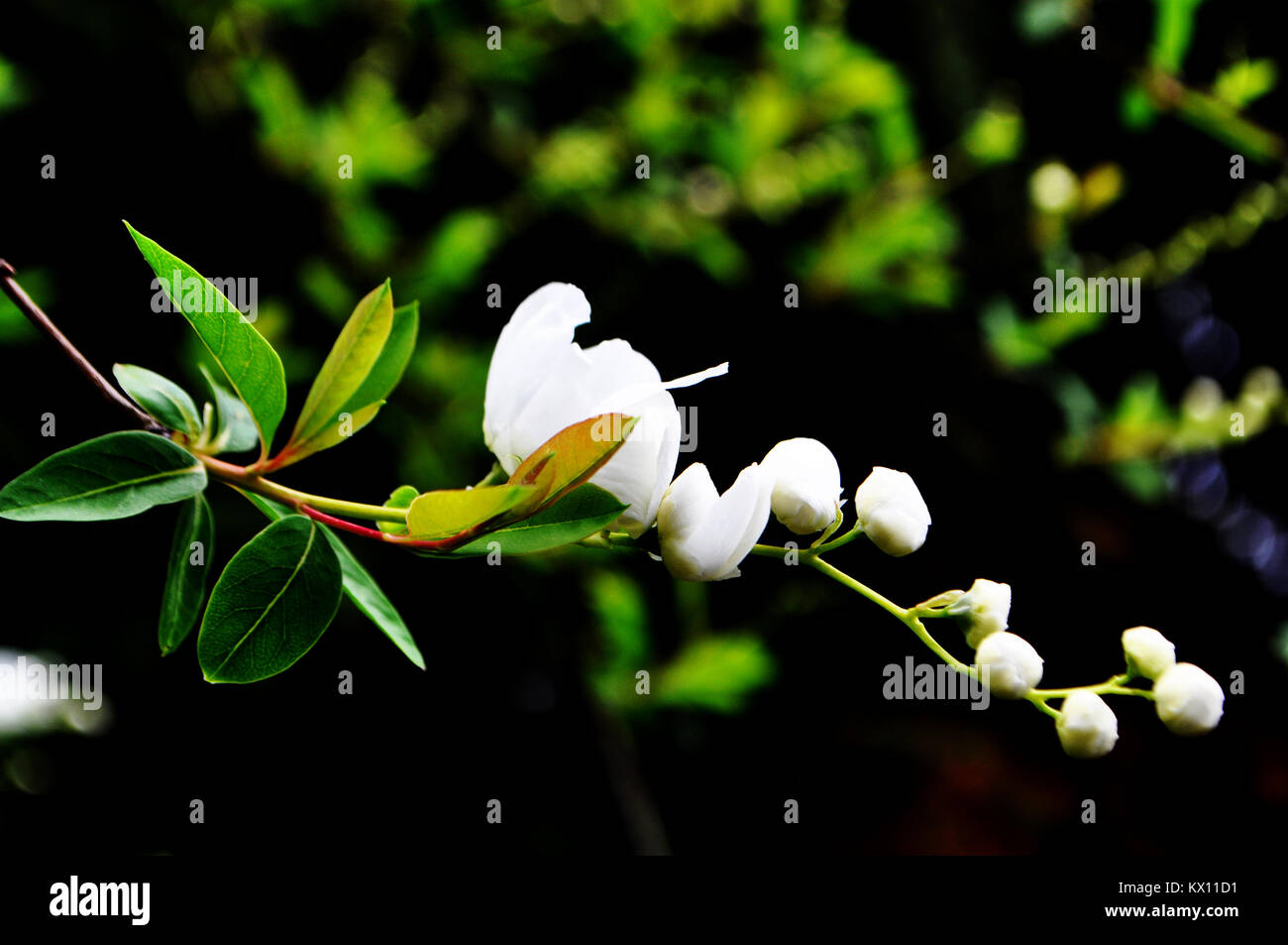 Fleur blanche en fleurs dans le jardin Banque D'Images