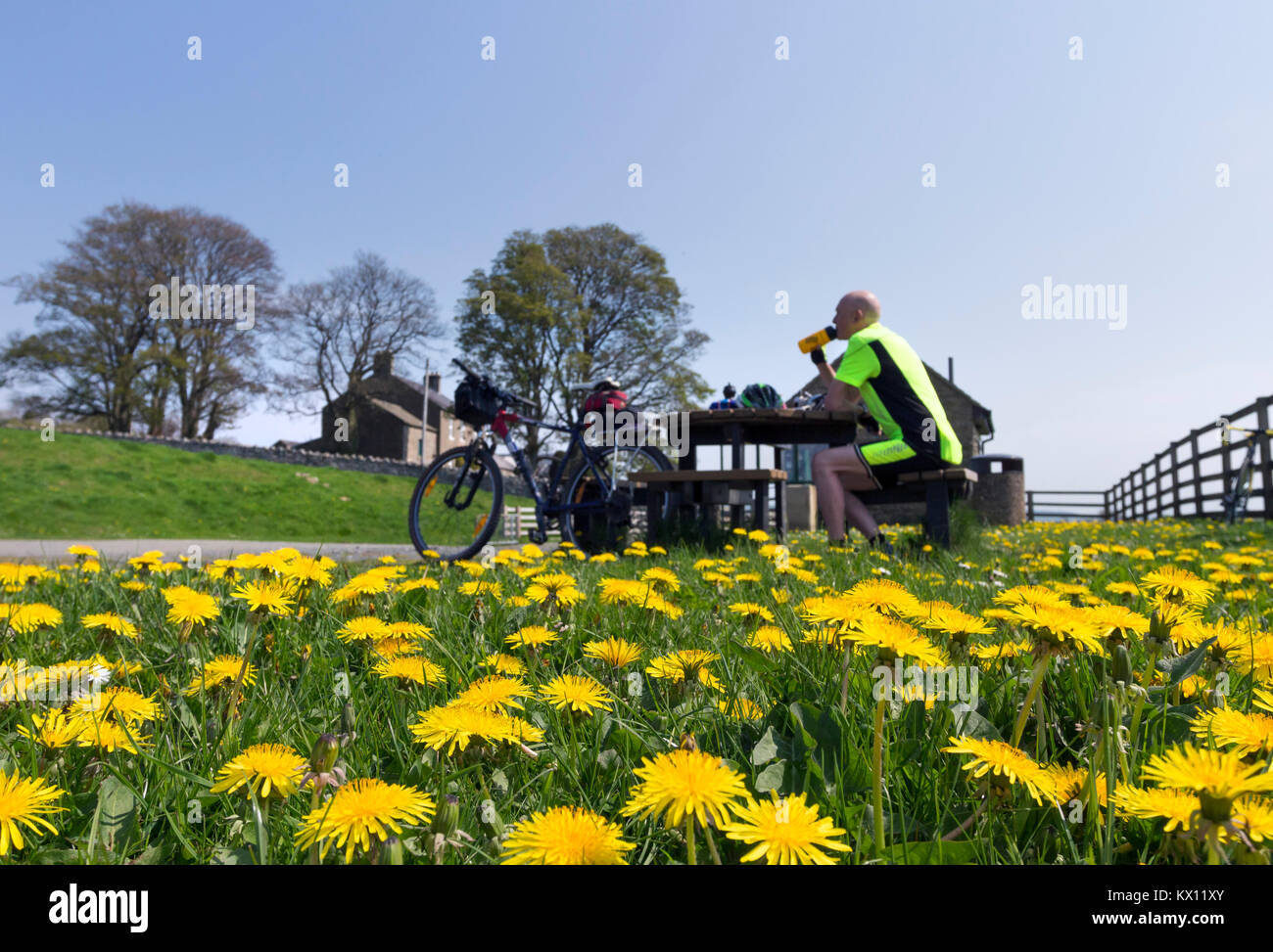 Cycliste en faisant une pause entre les fleurs de pissenlit au réservoir Hury, pique-nique, Baldersdale Teesdale, comté de Durham, Royaume-Uni. Banque D'Images