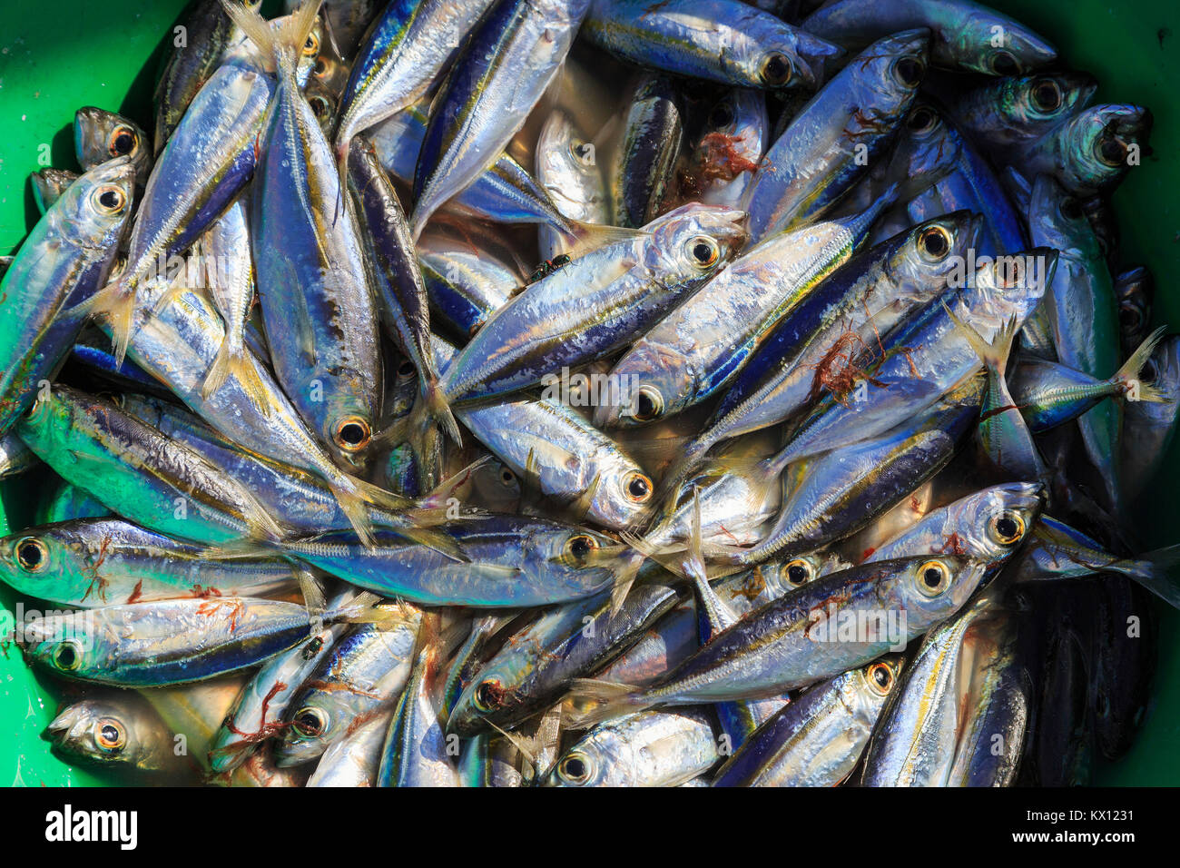 Les sardines fraîchement pêché dans un godet à la jetée de Santa Maria, Cap Vert, l'île de Sal, Salinas, Afrique Banque D'Images