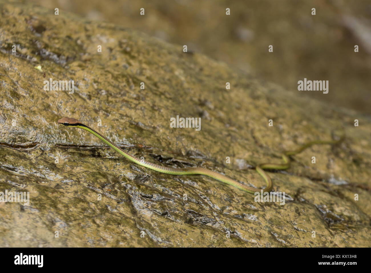 (Dendrelaphis Bronzeback élégante formosus) snake dans Parc national de Gunung Leuser, Sumatra, Indonésie. Banque D'Images