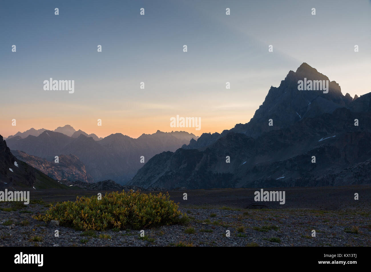 Un petit buisson de toundra alpine croissant sur l'ouragan passent en dessous du Grand Teton. Jedediah Smith Wilderness, Wyoming Banque D'Images