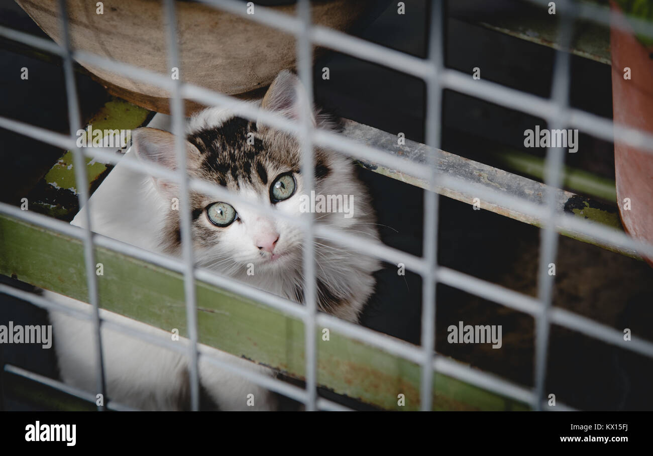 Petite peur intérieure cat derrière une clôture métallique. Banque D'Images