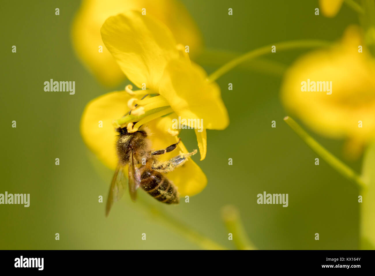 Close-up groupe abeille sur fleur de colza jaune Banque D'Images