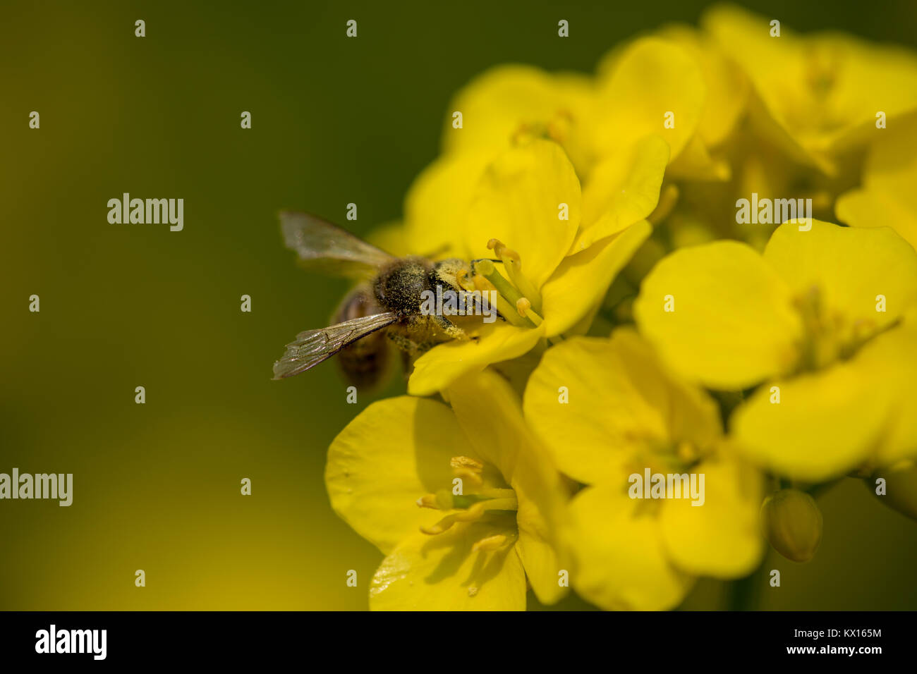 Close-up groupe abeille sur fleur de colza jaune Banque D'Images