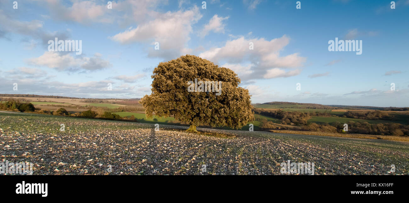 Chêne-vert seul se tenant dans le silex ellipse au coucher du soleil en hiver sur Halnaker Hill, près de l'éolienne, West Sussex, UK Banque D'Images