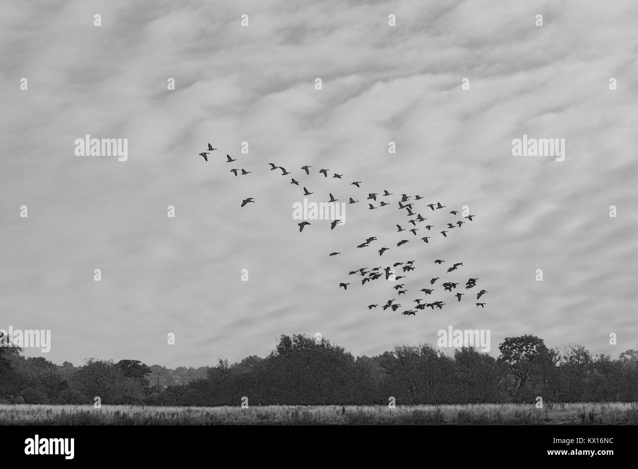 Oie cendrée - Anser anser Banque D'Images