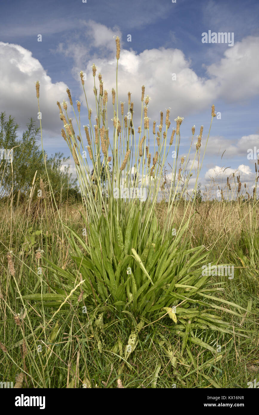 - Plantain lancéole Plantago lanceolata Banque D'Images