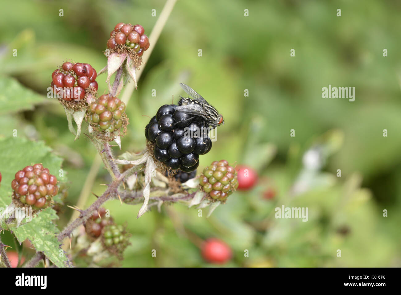 Bramble - Rubus fruticosus avec fly Sarcophaga carnaria-chair Banque D'Images