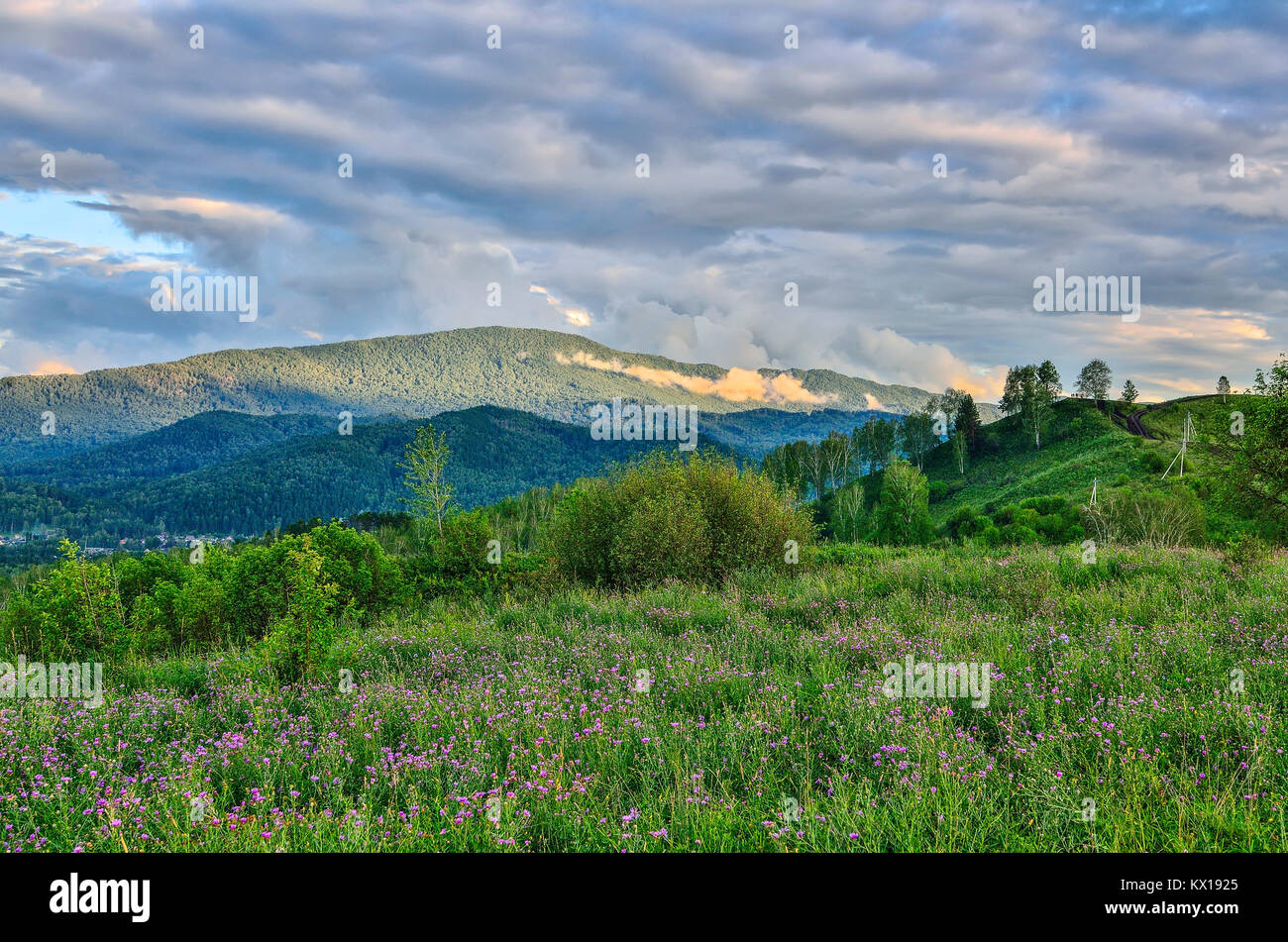 Brume D'été dans les montagnes, à la lumière du soleil à travers les nuages bas. Le brouillard se lève sur les collines et la floraison pré avec fleurs violettes - belle l Banque D'Images